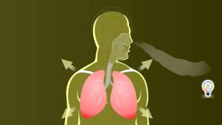 Process of Respiration in Humans  Breathing or Inhalation [upl. by Moses]