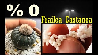 Cactus seeds germination Frailea Castanea  Frailea Asteroides   Astrophytum Castaneum [upl. by Aldred]