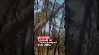 Tala ilegal amenaza los últimos bosques de la CDMX nmas cdmx shorts [upl. by Chaddy819]