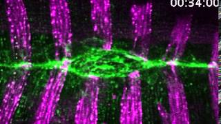 Zippering during dorsal closure occurs at a consistent rate in a control embryo [upl. by Acimaj]