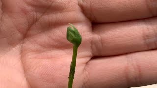 Habenaria Radiata Plants In Bud Egret Orchid [upl. by Nosinned]