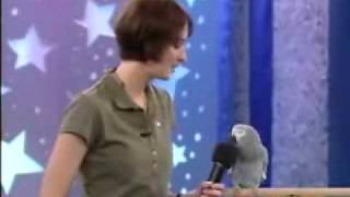 Einstein the famous talking African Grey Parrot [upl. by Elamef]