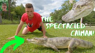 The SPECTACLED CAIMAN Facts and info Animal Breakdown [upl. by Gilcrest]