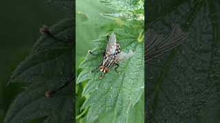 A menacing Flesh Fly lurking on a Stinging Nettle [upl. by Osicnarf]