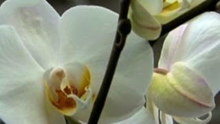 Orkide Orchidaceae  Özelliği Çoğaltımı Bakımı Sulaması Budaması 3 Bölüm [upl. by Anitteb]