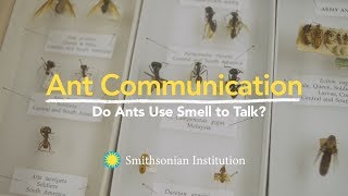 Ant Communication Do Ants Use Smell to Talk [upl. by Sakul583]