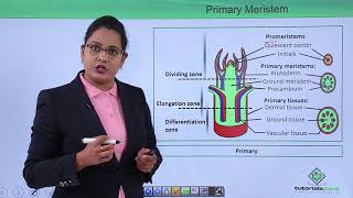 Class10th – Primary and Secondary Meristem  Anatomy of Flowering Plant Hindi  Tutorials Point [upl. by Amalee]