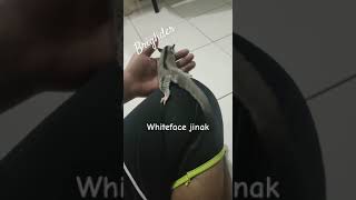 Whiteface jinak  Briglider [upl. by Fonseca]