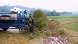 Rice Harvest in Vietnam [upl. by Bonnee73]