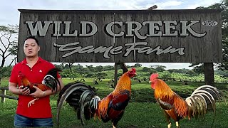 Lets Visit The Farm Of Wildcreek Gamefarm [upl. by Swann584]