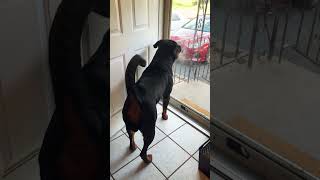 Rottweiler defends home rotties doglove dog life dog rottweiler growling [upl. by Susanna]