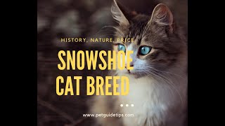 Snowshoe Cat Breed  Facts Lifespan and Price  Animal Planet [upl. by Anayeek]