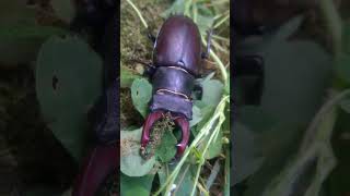 Lucanus cervus stag beetle [upl. by Eliseo]