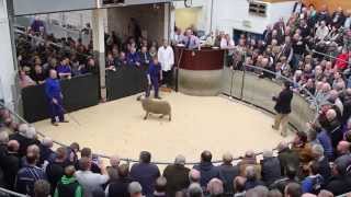 Loughash £15000 Lamb [upl. by Limaj]