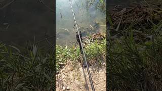 Ferrata su partenza lenta fishing carps carpfishing fishingvideo [upl. by Gayleen]