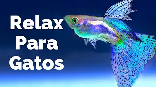 Relajar a Tu Gato🐱🐱  Acuario con Peces y Música para Que se Duerma [upl. by Leyes]