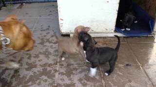 Pitbull puppies Play fighting [upl. by Eboh583]