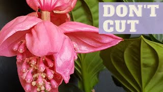 Shall I CUT Medinilla Magnifica Flower Spikes  Medinilla Magnifica Care After BLOOMING [upl. by Annasor]