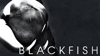 BLACKFISH Kritik Review [upl. by Naret]