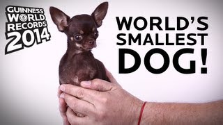 Worlds Smallest Dog  Guinness World Records 2014 [upl. by Neelyam]