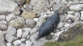 3 day old seal pup suckling [upl. by Rennie]