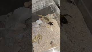 Scorpion feeding Androctonus australis quotHectorquot youtuberchannel scorpion youtubeshorts youtube [upl. by Lontson]