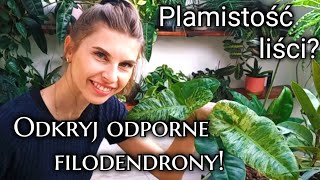 Moje filodendrony vs plamistość liści – które rośliny są odporne [upl. by Klapp882]