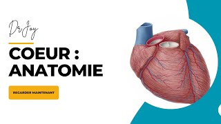 COEUR  Anatomie [upl. by Plossl]