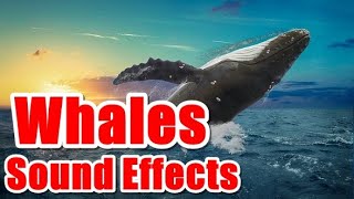 Whales Sound Effects WhalesLover [upl. by Yrnehnhoj]