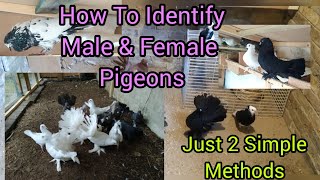 How To Identify Male amp Female Pigeons With 2 Simple Methods [upl. by Ocirled]