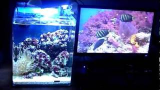 AQUARIUM nano récifal 30 litres 720 p HD [upl. by Aiouqes749]