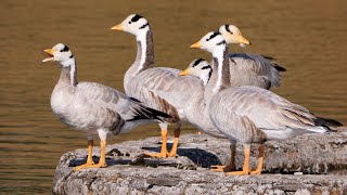 Barheaded Goose in India [upl. by Enalda72]