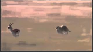 Cheetah vs Gazelle 110km h Cheetah attack gazzele part 1 [upl. by Nylikcaj991]