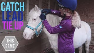 How to put on a HeadcollarHalter Lead and Tie Up a Horse  Beginner Series  This Esme [upl. by Uehttam687]