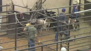 Gold in Goats  Texas Goat Industry [upl. by Lorilyn217]