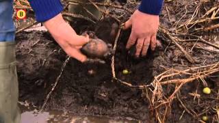 De landbouw in Brabant heeft last van de vele regen [upl. by Radman]