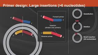 Overview of the Q5® SiteDirected Mutagenesis Kit [upl. by Cati654]