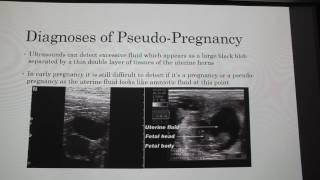 Pseudopregnancy in Goats and Dogs [upl. by Annawd984]