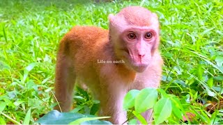 Normal life of Elpida in Mahanokor troopgolden monkey Elpida [upl. by Jahdol846]