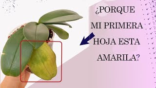 porque mi orquídea tiene las hojas amarillas [upl. by Eikceb173]