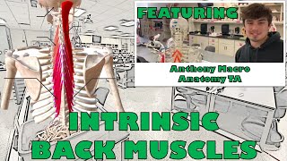 Intrinsic Back Muscles [upl. by Edgard]