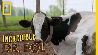 How Now Bloated Cow  The Incredible Dr Pol [upl. by Inalial]