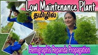 O Maintenance PlantHemigraphis Repanda PropagationOrnamental grass  Dragons tongueBorder grass [upl. by Samtsirhc]