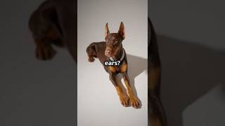 Traditional vs Natural Ears The Doberman Ear Debate dog doberman [upl. by Earehc246]