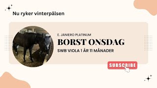 Borst onsdag på SWB Viola 2 år e Janiero Platinum [upl. by Ellennahc]