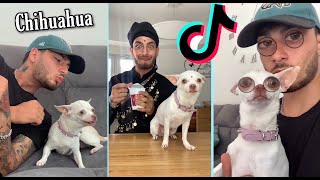 Mreviatar Funny Tiktok Compilations  Angry Chihuahua [upl. by Etnemelc]