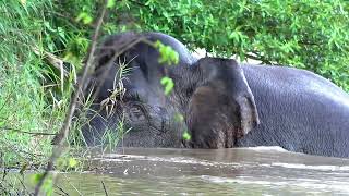 Bornean Pygmy Elephant crossing a river [upl. by Aseek690]