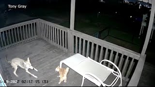 Wild video shows cat fights off coyote narrowly escapes attack on Texas porch [upl. by Rosita]