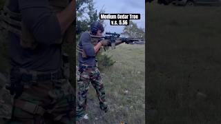 8” Cedar tree vs 556 short range experiment freedom nature airsoft video viralvideo tech [upl. by Rodoeht]