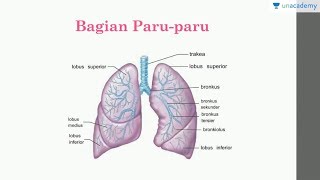 Alat Ekskresi Paru paru Biologi  SBMPTN UN SMA [upl. by Fasa802]